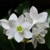 Eucharis - Amazon Lily