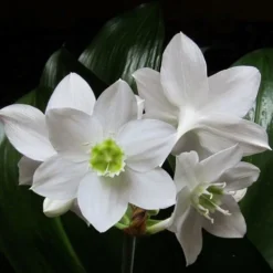 Eucharis - Amazon Lily