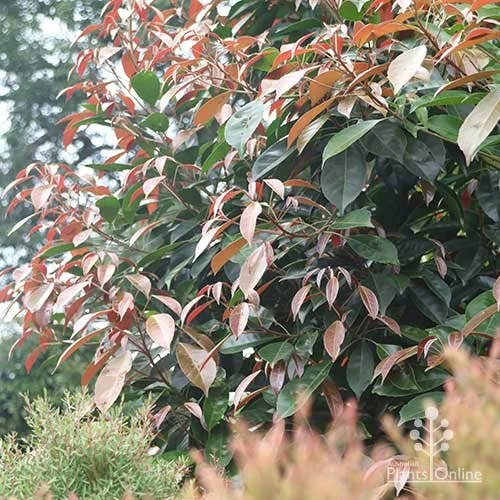 Elaeocarpus Eumundi - Image 11