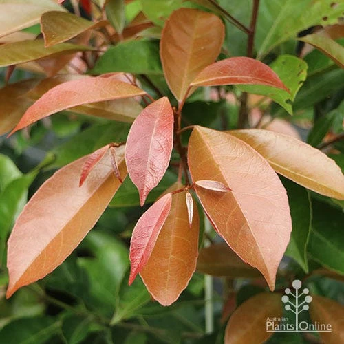 Elaeocarpus Eumundi - Image 2