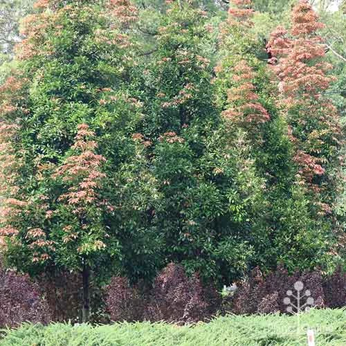 Elaeocarpus Eumundi - Image 12