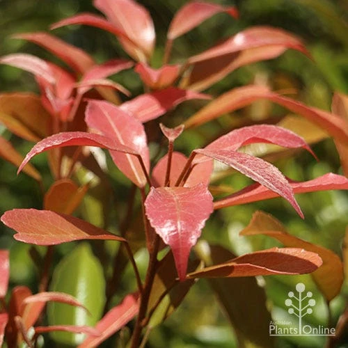 Elaeocarpus Eumundi - Image 8