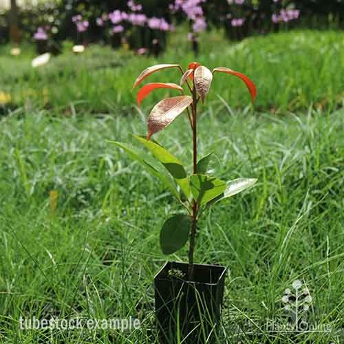 Elaeocarpus Eumundi - Image 7