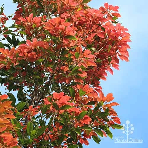 Elaeocarpus Eumundi - Image 5