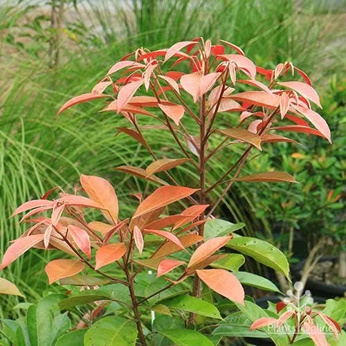 Elaeocarpus Eumundi - Image 10