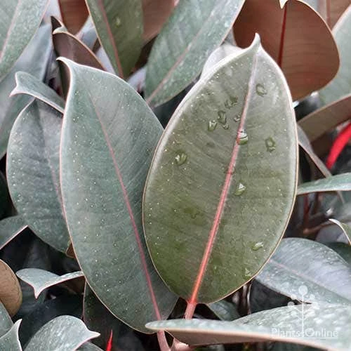 Ficus Elastica Burgundy - Rubber Plant - Image 9