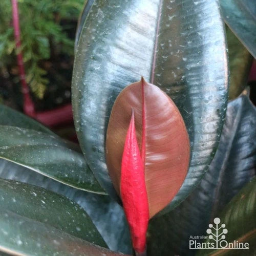 Ficus Elastica Burgundy - Rubber Plant - Image 3