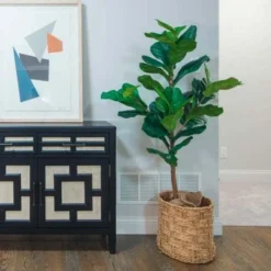 Ficus Lyrata - Fiddle Leaf Fig