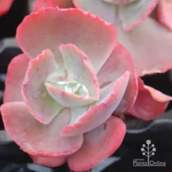 Echeveria Fire And Ice - Succulent