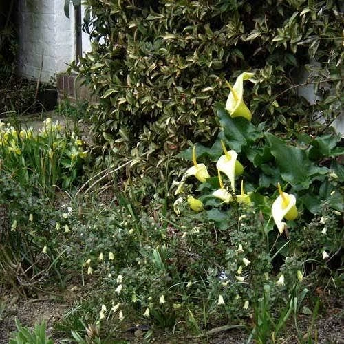 Correa Nummulariifolia - Roundleaf Correa - Image 4