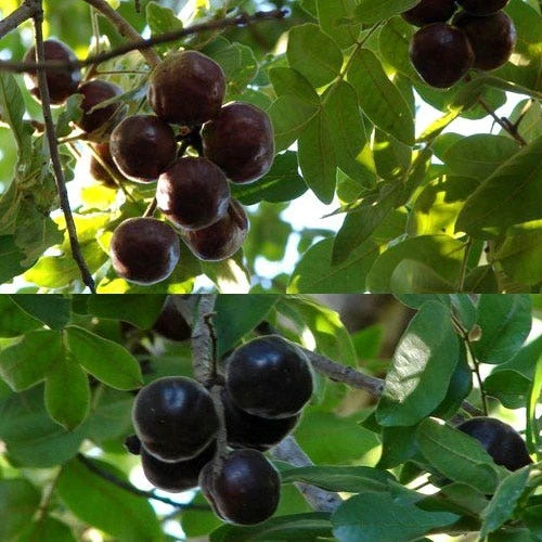 Burdekin Plum - Pleiogynium - Image 7