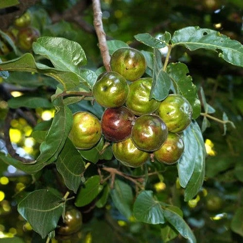 Burdekin Plum - Pleiogynium - Image 6