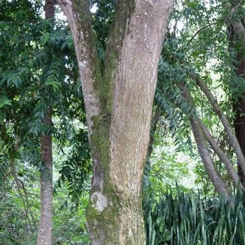 Burdekin Plum - Pleiogynium - Image 11