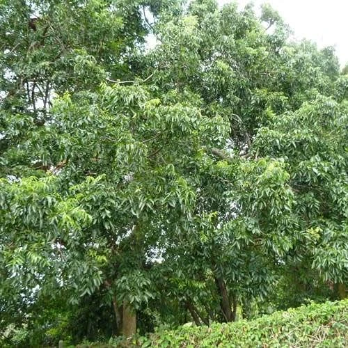 Burdekin Plum - Pleiogynium - Image 10