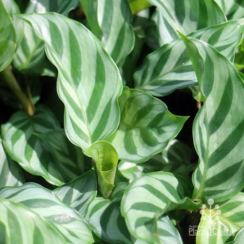 Calathea Freddy - Image 2