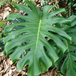 Monstera Deliciosa - Fruit Salad Plant, Swiss Cheese