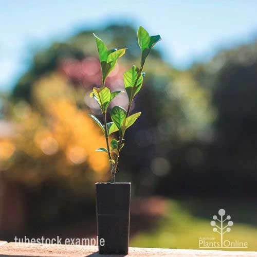 Gardenia True Love - Image 2