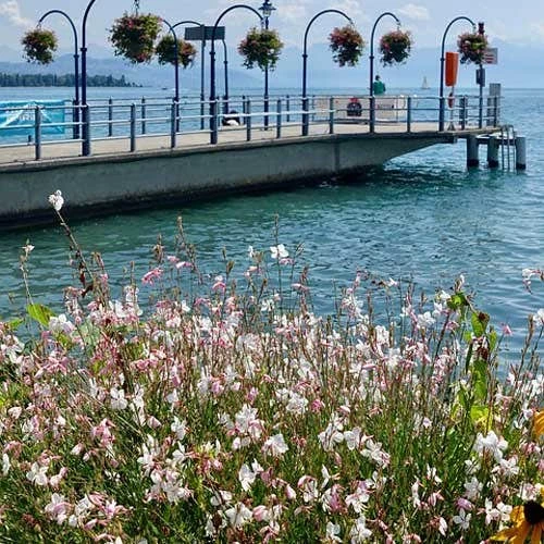 Gaura White - Image 9