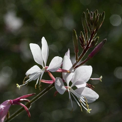 Gaura White - Image 12