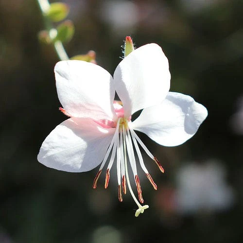 Gaura White - Image 3