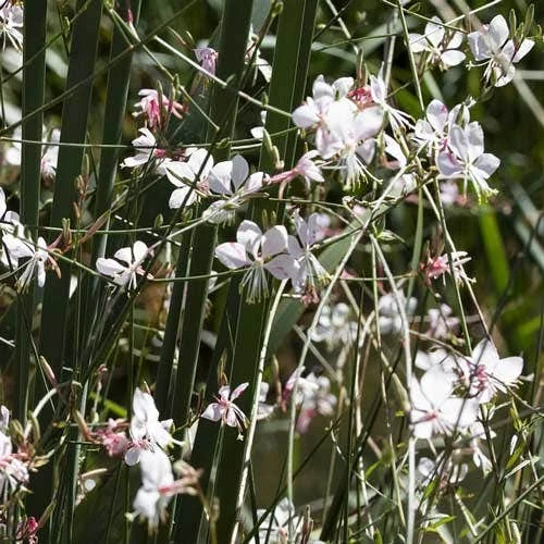 Gaura White - Image 8