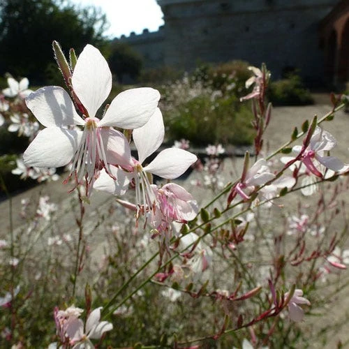 Gaura White - Image 7