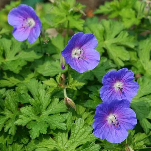 Geranium Rozanne - Image 7