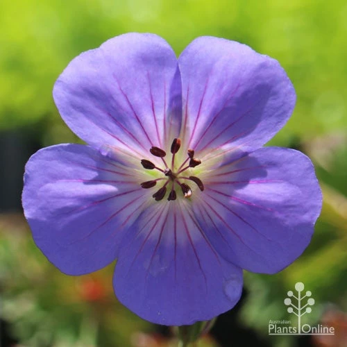 Geranium Rozanne - Image 2