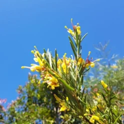 Grevillea Gold Rush