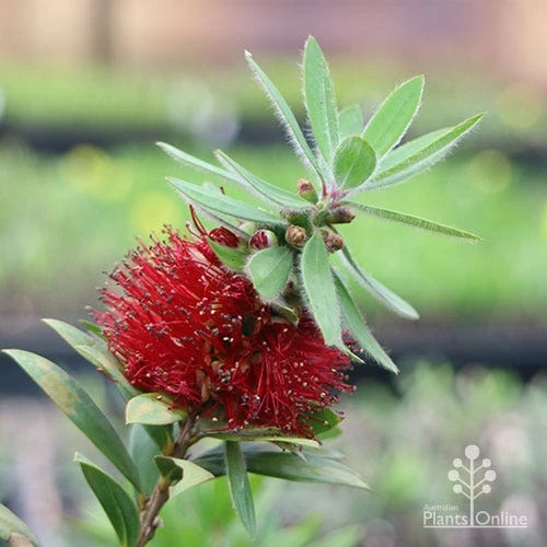 Callistemon Green John - Image 14