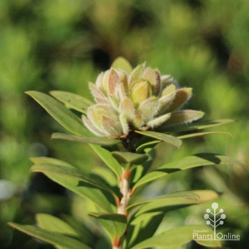 Callistemon Green John - Image 8