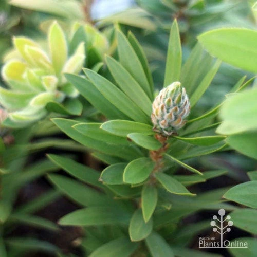 Callistemon Green John - Image 9