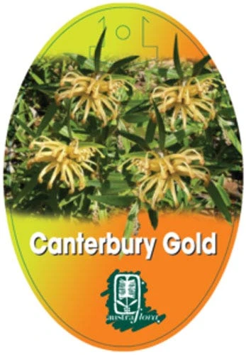 Grevillea Canterbury Gold - Image 7