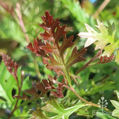 Grevillea Carpet Layer - Image 7