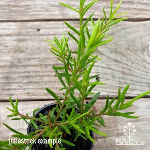 Grevillea Cherry Ripe - Image 2