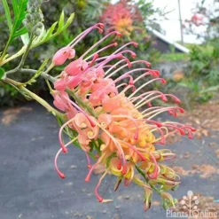 Grevillea Loopy Lou