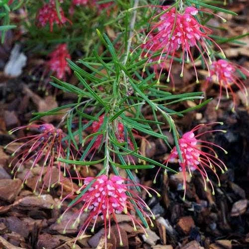 Grevillea Silk Carpet - Image 2
