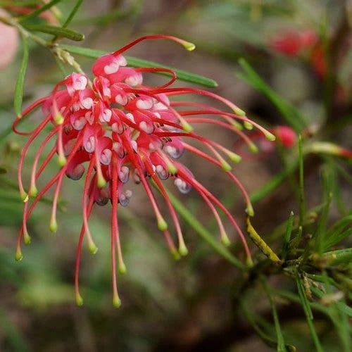 Grevillea Silk Carpet - Image 3