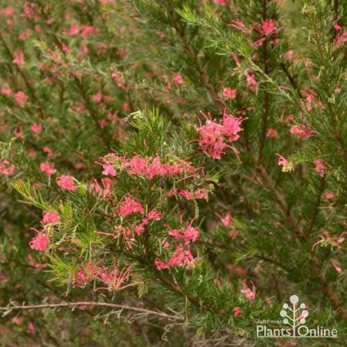 Grevillea Pink Pearl - Image 9