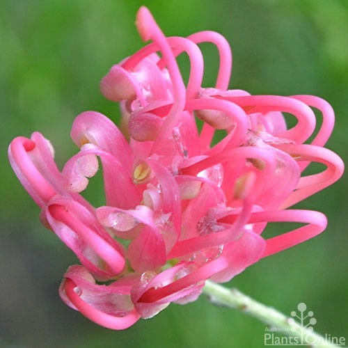 Grevillea Pink Pearl - Image 7