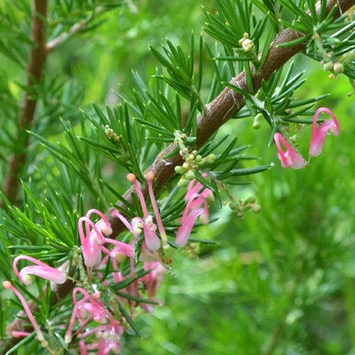 Grevillea Pink Pearl - Image 15