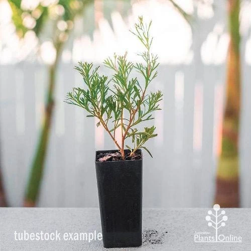 Grevillea Red Wings - Image 5