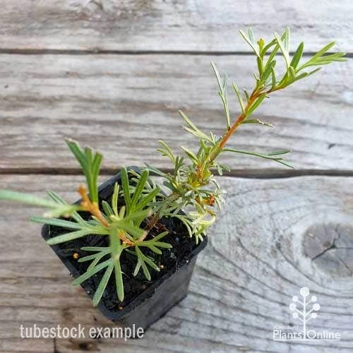 Grevillea Red Wings - Image 2