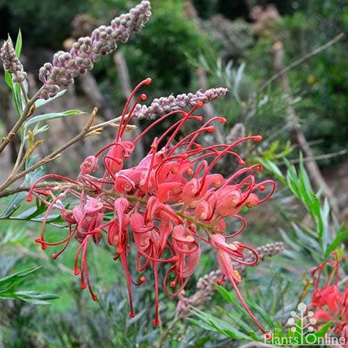 Grevillea Robyn Gordon - Image 2