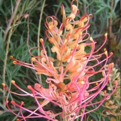 Grevillea Superb