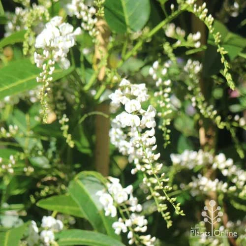 Hardenbergia Snow White - White Coral Pea - Image 6