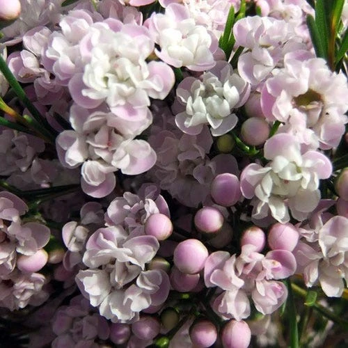 Chamelaucium Dancing Queen - Waxflower - Image 3