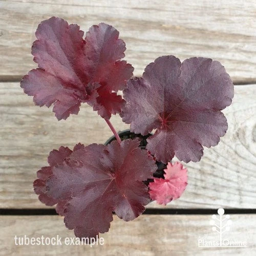Heuchera Black Sea - Coral Bells - Image 4