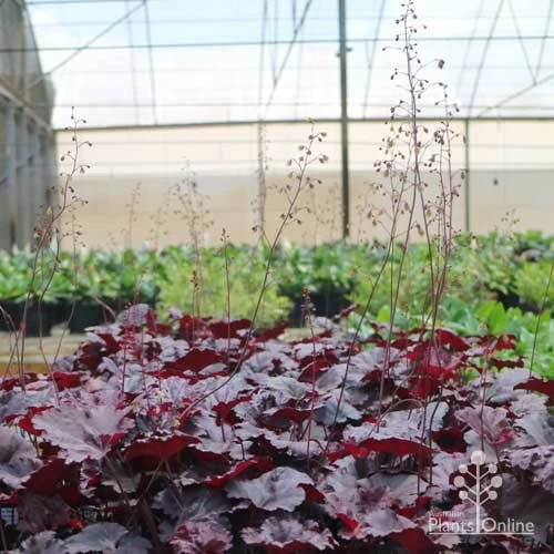 Heuchera Black Sea - Coral Bells - Image 2