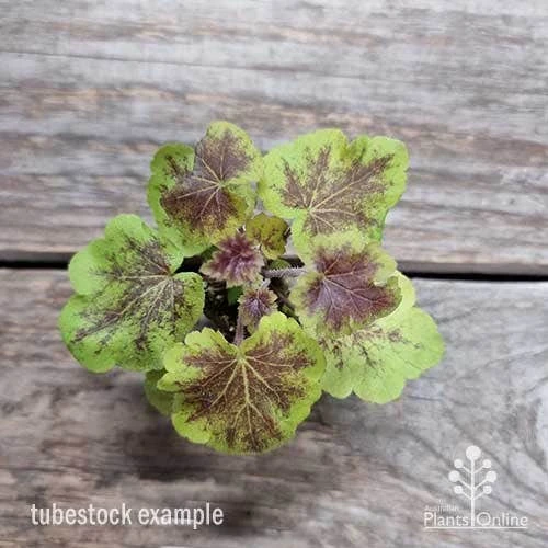 Heucherella Solar Eclipse - Foamy Bells - Image 11